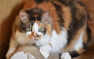 コロリちゃん ♀