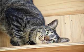 ポップちゃん ♂