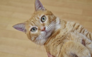 チャーちゃん ♂