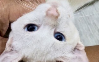 マリンちゃん♀