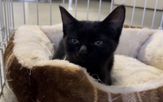 スリムちゃん♀